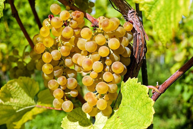 Fine Wines
